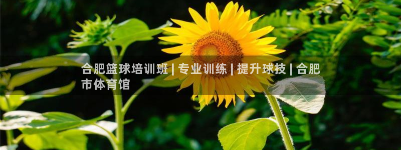 富联平台q665.786：合肥篮球培训班 | 专业训